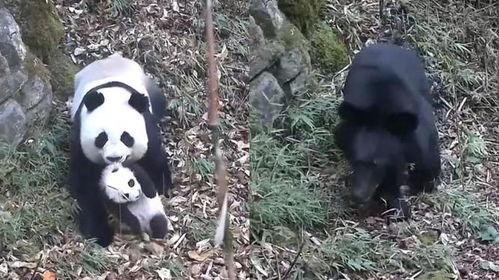 吃瓜 母子,温馨日常中的欢乐时光 第2张 吃瓜 母子,温馨日常中的欢乐时光 第2张